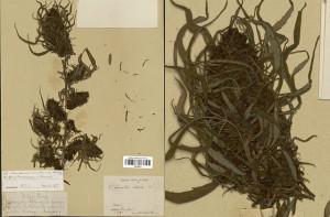 MuseumofWeed-Glaziou's-Cannabis